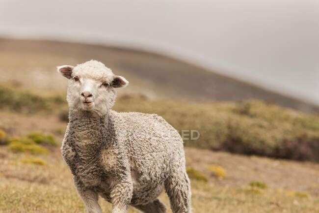 Vue panoramique sur le pâturage des moutons à beau paysage — Photo de stock