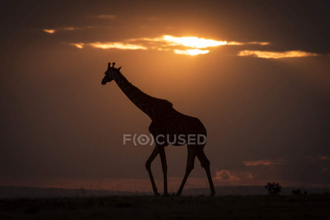 Silueta de jirafa caminando contra el horizonte al atardecer - foto de stock
