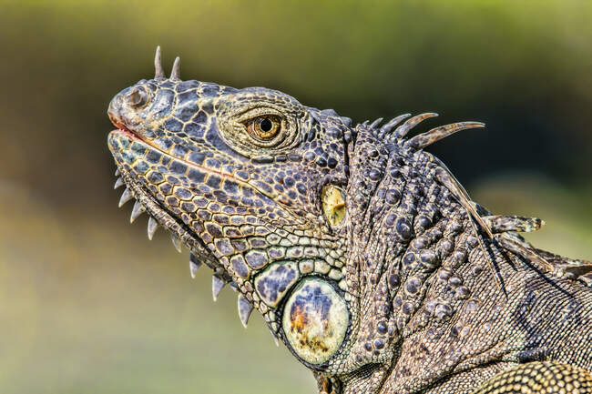 Close-up of the details of the colourful head of an iguana, Corozal Bay; Belize — Stock Photo