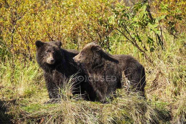 Чудовий вид величних ведмедів у дикій природі — стокове фото