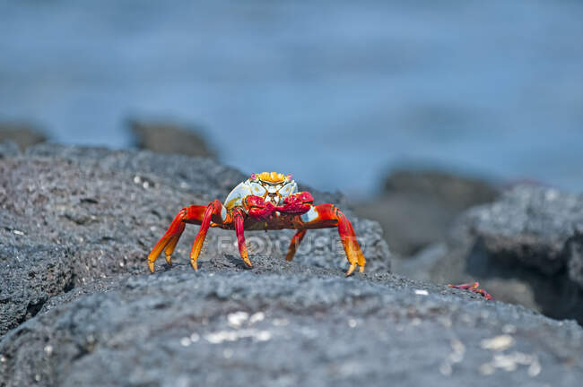 Crabe de Sally Lightfoot (Grapsus grapsus) sur un rocher le long de la côte ; îles Galapagos, Équateur — Photo de stock