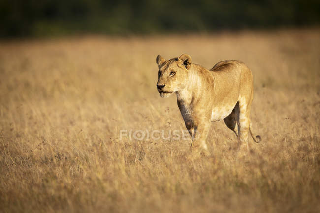 Scenic view of majestic lion in field at wild nature — Stock Photo