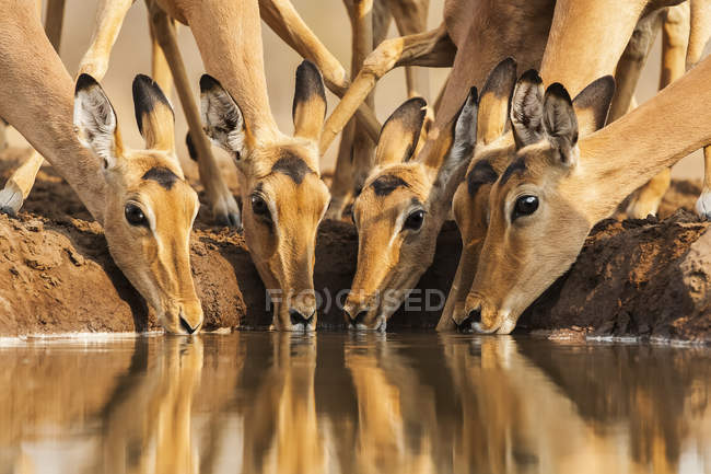 Lindo hermoso impalas en el lugar de riego en la naturaleza salvaje - foto de stock