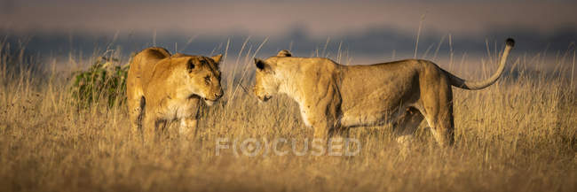 Scenic view of majestic lions at wild nature — Stock Photo