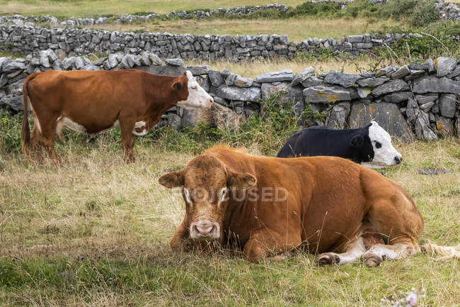 Cows relaxing on pasture beside stone fence — Stock Photo