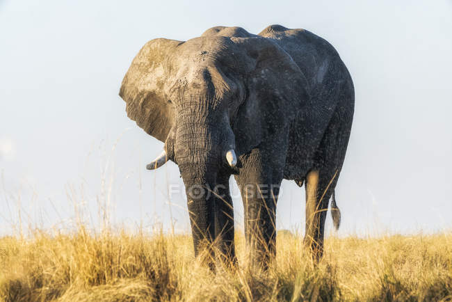 Belo elefante cinzento africano na natureza selvagem, Parque Nacional Serengeti; Tanzânia — Fotografia de Stock