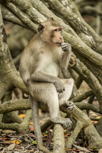 Macaco de cola larga sentado y comiendo sobre raíces de manglar - foto de stock