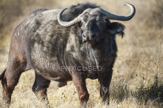 Живописный вид африканского буйвола на дикую природу — стоковое фото