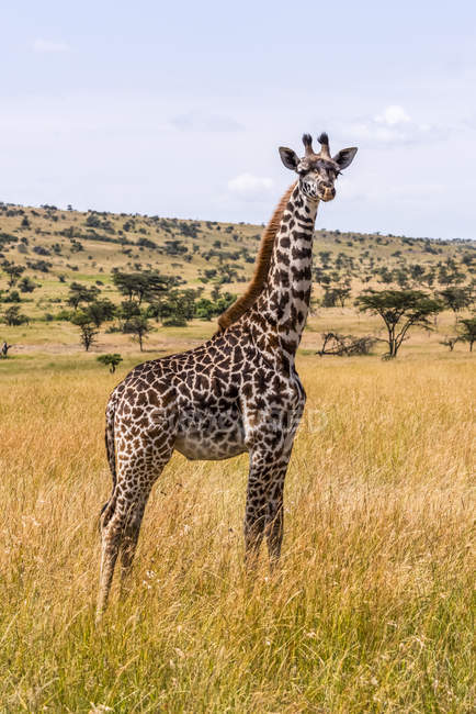 Joven jirafa Masai de pie en la sabana - foto de stock