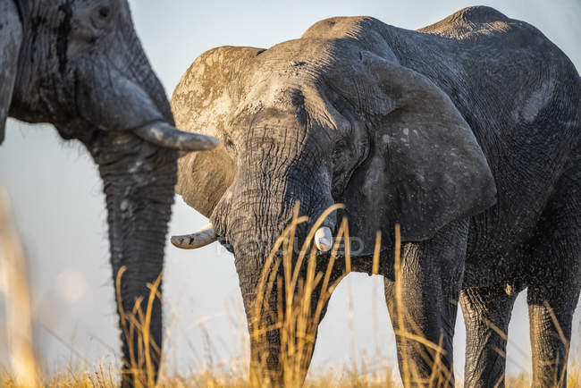 Beautiful grey African elephants in wild nature at field, Serengeti National Park; Tanzania — Stock Photo