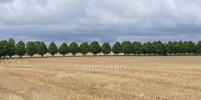 Uma fileira de árvores na borda de um campo dourado, Buttevant, County Cork, Irlanda — Fotografia de Stock