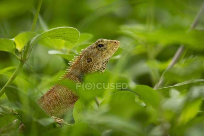 Close-up of oriental garden lizard (Calotes versicolor) in leaves; Phnom Penh, Phnom Penh, Cambodia — Stock Photo