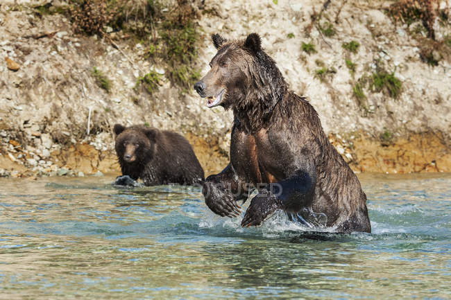 Мальовничий вид на величних ведмедів на дикій природі розважається у воді — стокове фото