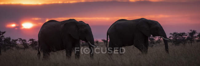 Bellissimi elefanti africani grigi in natura selvaggia al tramonto, Parco Nazionale del Serengeti; Tanzania — Foto stock