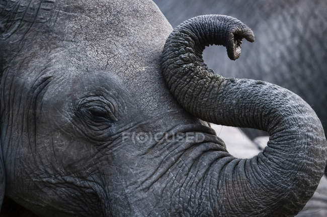 Scenic view of beautiful grey elephant at wild nature — Stock Photo