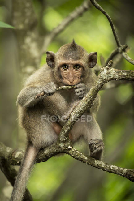 Bebé macaco de cola larga en una rama de árbol mordisqueando una ramita - foto de stock