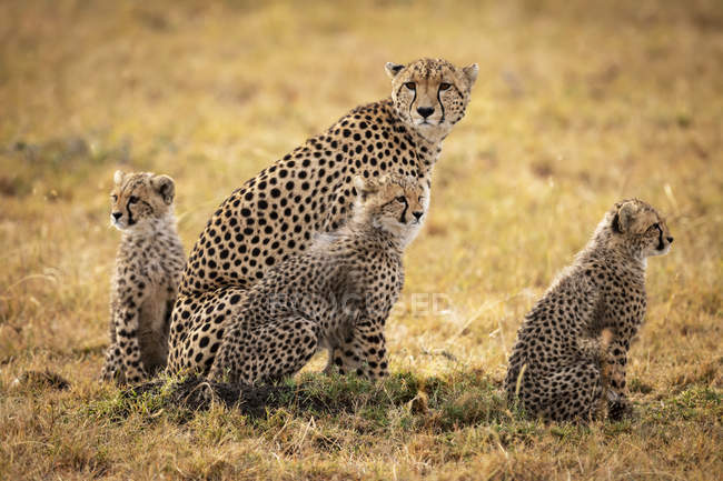 Cute and majestic cheetahs in wild nature — Stock Photo