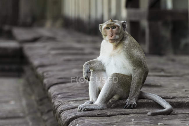 Macaco coda lunga seduto sul muro guardando in alto — Foto stock