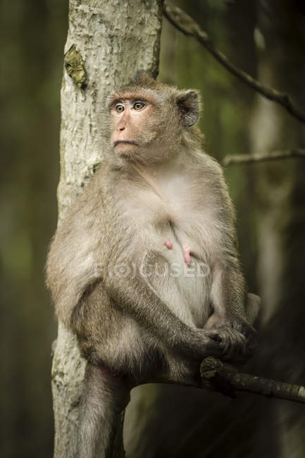 Macaco de cauda longa sentado na árvore com holofotes — Fotografia de Stock