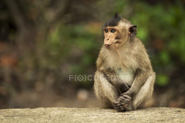 Bébé macaque à longue queue regardant à gauche tout en étant assis sur un mur — Photo de stock