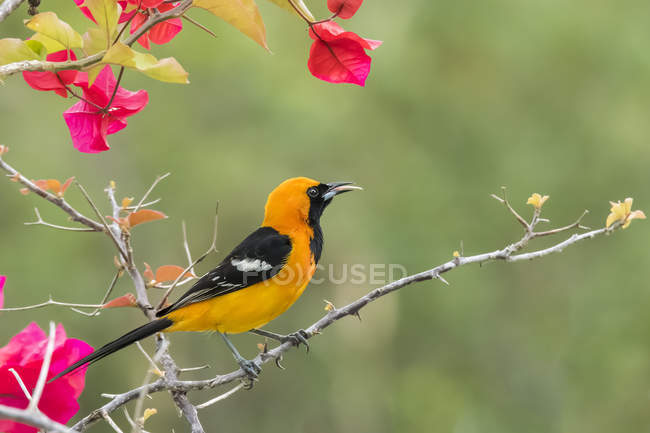 Male Altamira oriole  perched in a tree with red and green foliage — Stock Photo