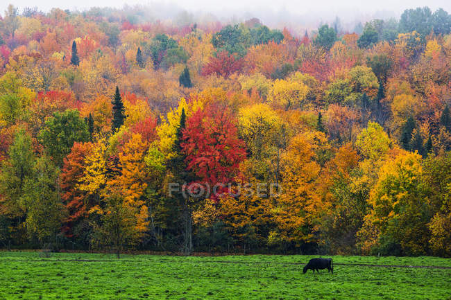 A cow grazing in a lush grass field with vibrant, colorful autumn foliage in the forest; Fulford, Quebec, Canada — Stock Photo