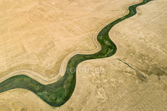 Veduta aerea di una tortuosa area erbosa verde circondata da campi di grano dorato, a ovest di High River; Alberta, Canada — Foto stock