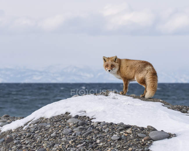 Mignon renard rouge dans la neige d'hiver — Photo de stock