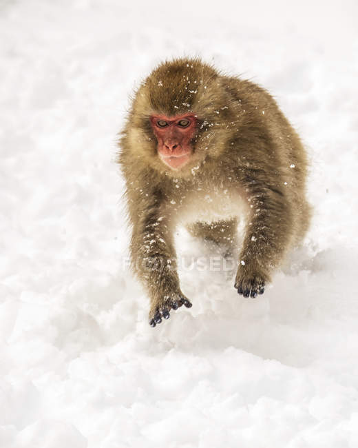 Macaco japonés, también conocido como mono de nieve, (Macaca fuscata) jugando en la nieve; Jigokudani, Yamanouchi, Nagano, Japón - foto de stock
