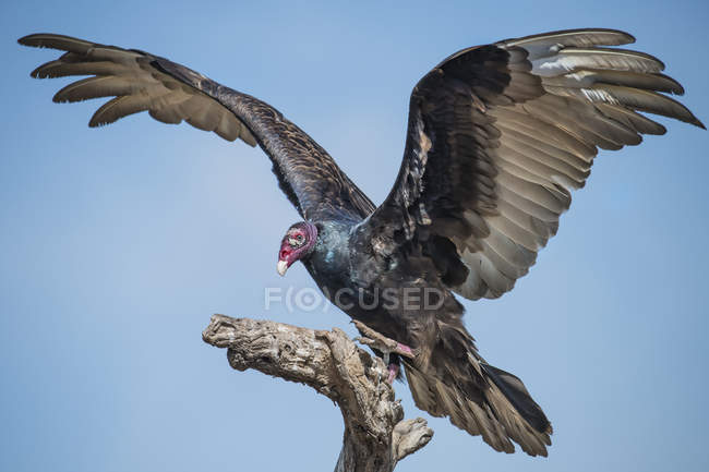 Turkey vulture landing on a dead tree — Stock Photo
