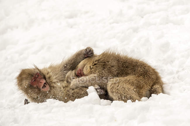 Macacos japoneses, también conocidos como monos de nieve, (Macaca fuscata) jugando en la nieve; Jigokudani, Yamanouchi, Nagano, Japón - foto de stock