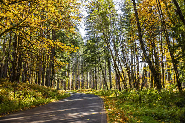 Herbstfarbenes Laub entlang einer Landstraße, Gifford Pinchot National Forest; Washington, Vereinigte Staaten von Amerika — Stockfoto
