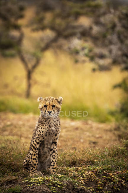 Cute leopard sitting at wild nature, blurred background — Stock Photo