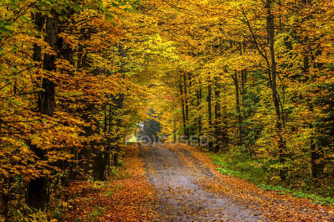 Folhagem colorida vibrante de outono em uma floresta de árvores caducas — Fotografia de Stock