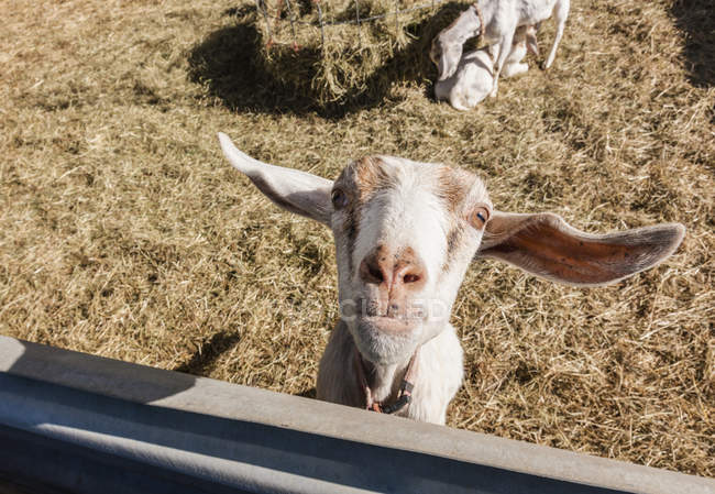 Jeune chèvre (Capra aegagrus hircus) regardant curieusement la caméra ; Palmer, Alaska, États-Unis d'Amérique — Photo de stock