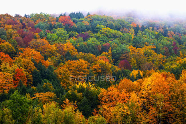 Vibrant autumn colored foliage in a forest of deciduous trees — Stock Photo