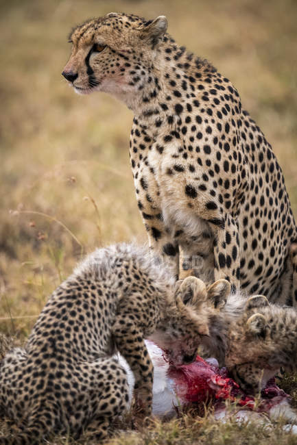 Сценический вид величественных леопардов в дикой природе, поедающих животное — стоковое фото
