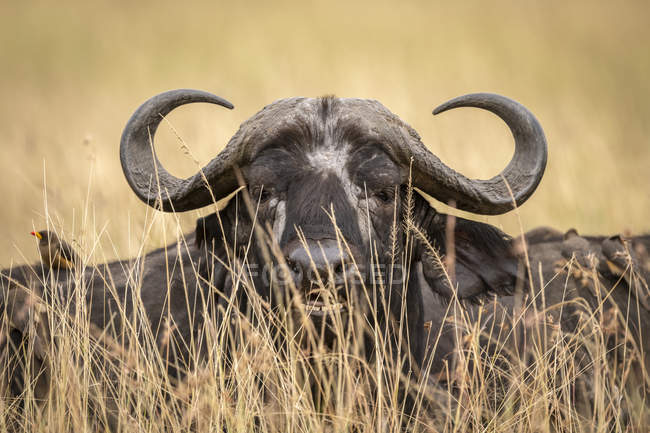 Vue panoramique sur le buffle africain à la nature sauvage — Photo de stock