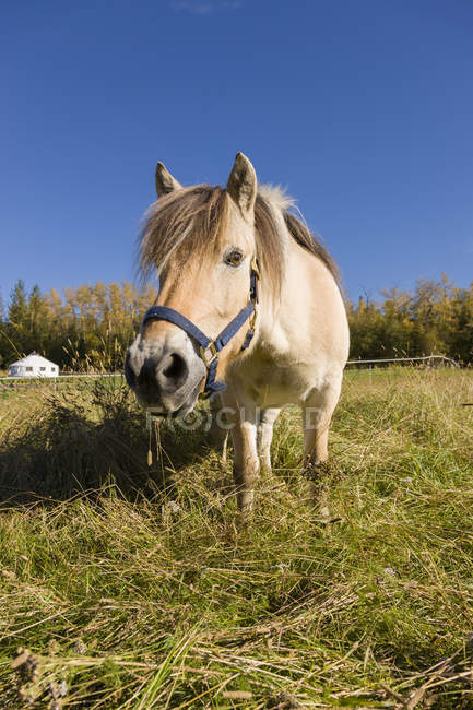 Мальовничий вид на величного коня на пейзажі — стокове фото