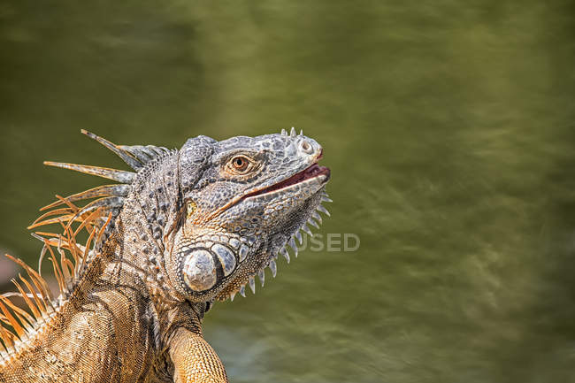 Gros plan de Green Iguana (Iguana iguana) ; Corozal, Belize — Photo de stock
