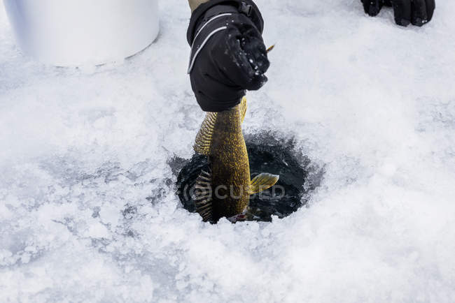 Captura y liberación de un walleye en el lago Wabamun mientras pesca con hielo durante la temporada de invierno; Wabamun, Alberta, Canadá - foto de stock