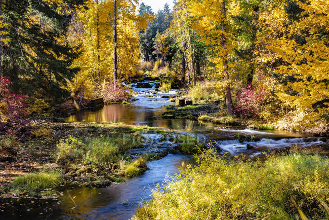 Vibrante fogliame colorato autunnale lungo Trout Lake Creek, Mount Adams Recreation Area, Washington, Stati Uniti d'America — Foto stock