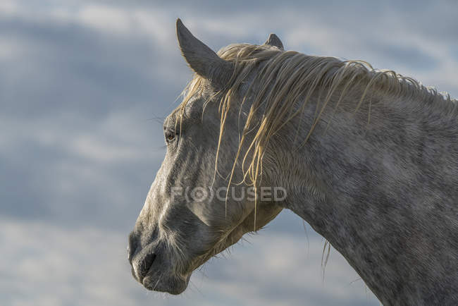 Vista panorámica del majestuoso caballo en el paisaje - foto de stock