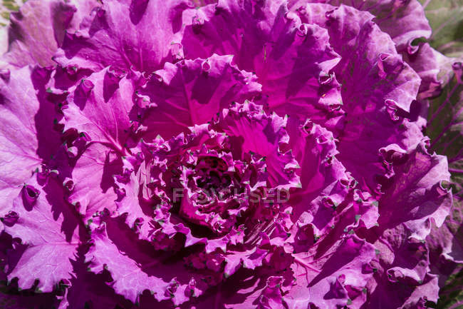 Фрагмент листя салату, який має яскравий фіолетовий колір; Палмер, Аляска, Сполучені Штати Америки. — стокове фото
