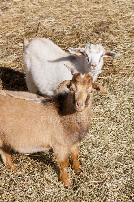 Две молодые козы (Capra aegagrus hircus) с любопытством смотрят в камеру, Палмер, Аляска, Соединенные Штаты Америки — стоковое фото