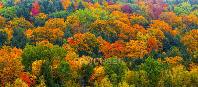 Vibrante fogliame autunnale colorato in una foresta di alberi decidui — Foto stock