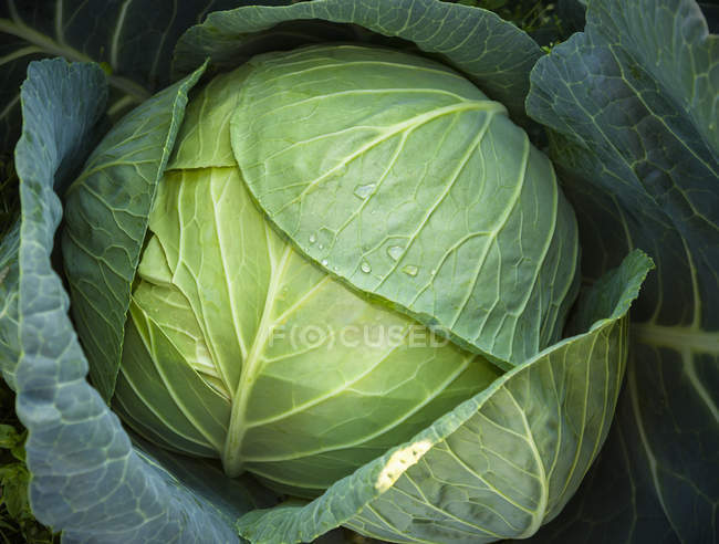 Detail of water drops on the head of a cabbage; Palmer, Alaska, United States of America — Stock Photo