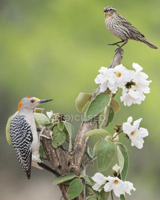 Pájaro carpintero macho de frente dorada y mirlo inmaduro en el árbol con flores blancas - foto de stock