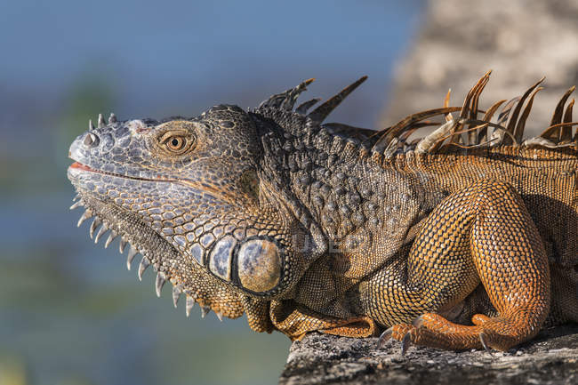Close-up de um macho Iguana Verde (Iguana iguana); Corozal, Belize — Fotografia de Stock