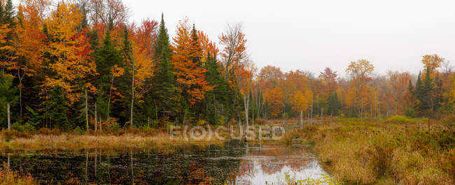 Feuillage coloré automnal vibrant dans une forêt d'arbres à feuilles caduques — Photo de stock